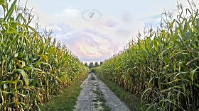 Textures   -   BACKGROUNDS &amp; LANDSCAPES   -   NATURE   -   Countrysides &amp; Hills  - Countrysides landscape with corncobs texture 17502