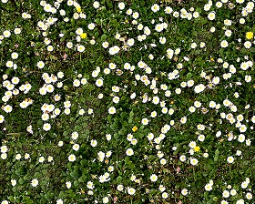 Textures   -   NATURE ELEMENTS   -   VEGETATION   -  Flowery fields - Flowery meadow texture seamless 12946