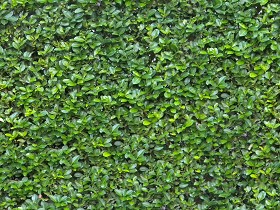 Textures   -   NATURE ELEMENTS   -   VEGETATION   -  Hedges - Green hedge texture seamless 13075