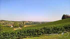 Textures   -   BACKGROUNDS &amp; LANDSCAPES   -   NATURE   -  Vineyards - Italy vineyards background 17731