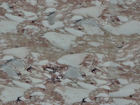 Textures   -   ARCHITECTURE   -   MARBLE SLABS   -   Red  - Slab marble Calacatta red texture seamless 02416 (seamless)