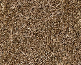 Textures   -   NATURE ELEMENTS   -   VEGETATION   -  Dry grass - Thatch texture seamless 12921