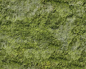 Textures   -   NATURE ELEMENTS   -   VEGETATION   -  Moss - Wet moss texture seamless 13160