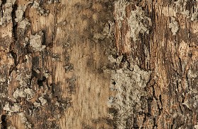 Textures   -   NATURE ELEMENTS   -  BARK - Bark texture seamless 12316