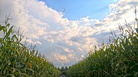 Textures   -   BACKGROUNDS &amp; LANDSCAPES   -   NATURE   -   Countrysides &amp; Hills  - Countrysides landscape with corncobs texture 17503