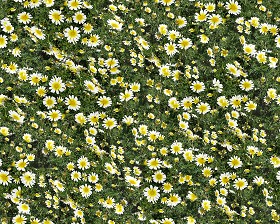 Textures   -   NATURE ELEMENTS   -   VEGETATION   -  Flowery fields - Flowery meadow texture seamless 12947