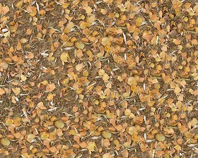 Textures   -   NATURE ELEMENTS   -   VEGETATION   -  Leaves dead - Leaves dead texture seamless 13125