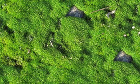 Textures   -   NATURE ELEMENTS   -   VEGETATION   -   Moss  - Moss texture seamless 13161 (seamless)