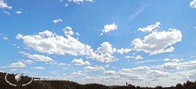 Textures   -   BACKGROUNDS &amp; LANDSCAPES   -   SKY &amp; CLOUDS  - Sky with trees background 17787