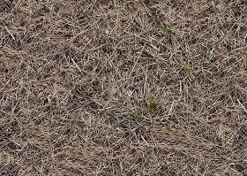 Textures   -   NATURE ELEMENTS   -   VEGETATION   -  Dry grass - Dry grass texture seamless 12923