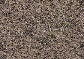 Textures   -   NATURE ELEMENTS   -   VEGETATION   -   Dry grass  - Dry grass texture seamless 12923 (seamless)