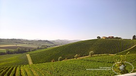 Textures   -   BACKGROUNDS &amp; LANDSCAPES   -   NATURE   -   Vineyards  - Italy vineyards background 17733