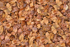 Textures   -   NATURE ELEMENTS   -   VEGETATION   -   Leaves dead  - Leaves dead texture seamless 13126 (seamless)