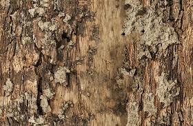 Textures   -   NATURE ELEMENTS   -   BARK  - Bark texture seamless 12318 (seamless)