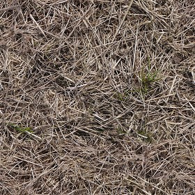 Textures   -   NATURE ELEMENTS   -   VEGETATION   -  Dry grass - Dry grass texture seamless 12924