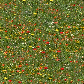 Textures   -   NATURE ELEMENTS   -   VEGETATION   -   Flowery fields  - Flowery meadow texture seamless 12949 (seamless)