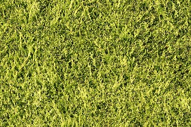 Textures   -   NATURE ELEMENTS   -   VEGETATION   -  Green grass - Green grass texture seamless 12978