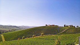 Textures   -   BACKGROUNDS &amp; LANDSCAPES   -   NATURE   -  Vineyards - Italy vineyards background 17734