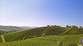 Textures   -   BACKGROUNDS &amp; LANDSCAPES   -   NATURE   -   Vineyards  - Italy vineyards background 17734