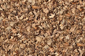 Textures   -   NATURE ELEMENTS   -   VEGETATION   -   Leaves dead  - Leaves dead texture seamless 13127 (seamless)