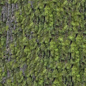 Textures   -   NATURE ELEMENTS   -   VEGETATION   -  Moss - Bark moss texture seamless 13164