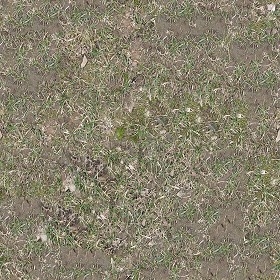 Textures   -   NATURE ELEMENTS   -   VEGETATION   -  Dry grass - Dry grass texture seamless 12925