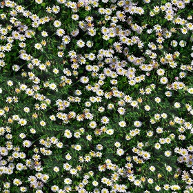 Textures   -   NATURE ELEMENTS   -   VEGETATION   -  Flowery fields - Flowery meadow texture seamless 12950