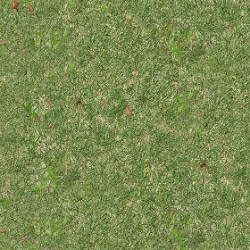 Textures   -   NATURE ELEMENTS   -   VEGETATION   -  Green grass - Green grass texture seamless 12979
