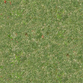 Textures   -   NATURE ELEMENTS   -   VEGETATION   -   Green grass  - Green grass texture seamless 12979 (seamless)