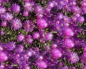 Textures   -   NATURE ELEMENTS   -   VEGETATION   -  Hedges - Hedge in bloom texture seamless 13079