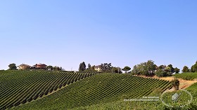 Textures   -   BACKGROUNDS &amp; LANDSCAPES   -   NATURE   -  Vineyards - Italy vineyards background 17735