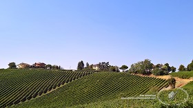 Textures   -   BACKGROUNDS &amp; LANDSCAPES   -   NATURE   -   Vineyards  - Italy vineyards background 17735