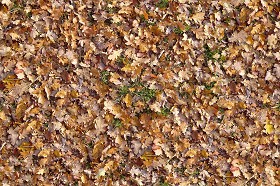 Textures   -   NATURE ELEMENTS   -   VEGETATION   -  Leaves dead - Leaves dead texture seamless 13128