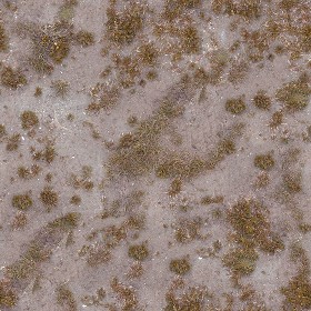 Textures   -   NATURE ELEMENTS   -   VEGETATION   -   Dry grass  - Dry grass texture seamless 12926 (seamless)