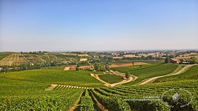 Textures   -   BACKGROUNDS &amp; LANDSCAPES   -   NATURE   -   Vineyards  - Italy vineyards background 17736