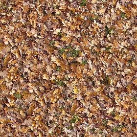 Textures   -   NATURE ELEMENTS   -   VEGETATION   -  Leaves dead - Leaves dead texture seamless 13129