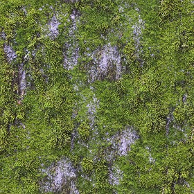 Textures   -   NATURE ELEMENTS   -   VEGETATION   -  Moss - Rock moss texture seamless 13165