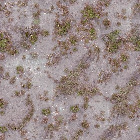 Textures   -   NATURE ELEMENTS   -   VEGETATION   -  Dry grass - Dry grass texture seamless 12927