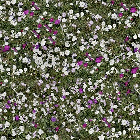 Textures   -   NATURE ELEMENTS   -   VEGETATION   -   Flowery fields  - Flowery meadow texture seamless 12952 (seamless)