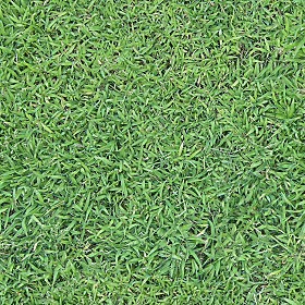 Textures   -   NATURE ELEMENTS   -   VEGETATION   -  Green grass - Green grass texture seamless 12981