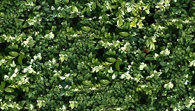Textures   -   NATURE ELEMENTS   -   VEGETATION   -  Hedges - Green hedge texture seamless 13081