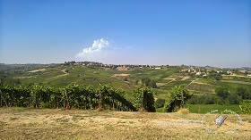 Textures   -   BACKGROUNDS &amp; LANDSCAPES   -   NATURE   -  Vineyards - Italy vineyards background 17737