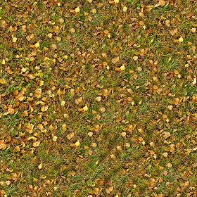 Textures   -   NATURE ELEMENTS   -   VEGETATION   -  Leaves dead - Leaves dead texture seamless 13130