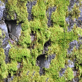 Textures   -   NATURE ELEMENTS   -   VEGETATION   -  Moss - Rock moss texture seamless 13166