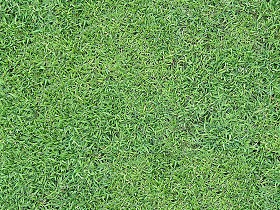 Textures   -   NATURE ELEMENTS   -   VEGETATION   -  Green grass - Green grass texture seamless 12982