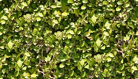 Textures   -   NATURE ELEMENTS   -   VEGETATION   -  Hedges - Green hedge texture seamless 13082
