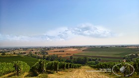 Textures   -   BACKGROUNDS &amp; LANDSCAPES   -   NATURE   -  Vineyards - Italy vineyards background 17738