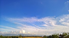 Textures   -   BACKGROUNDS &amp; LANDSCAPES   -  SKY &amp; CLOUDS - Sky with countryside and flight of birds background 17793