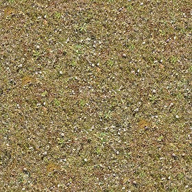 Textures   -   NATURE ELEMENTS   -   VEGETATION   -   Dry grass  - Dry grass texture seamless 12929 (seamless)