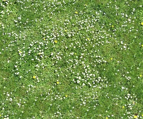 Textures   -   NATURE ELEMENTS   -   VEGETATION   -   Flowery fields  - Flowery meadow texture seamless 12954 (seamless)
